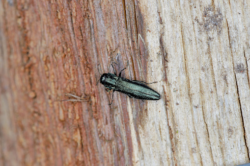 Warning Signs And What To Do About Emerald Ash Borer Infestation In ...