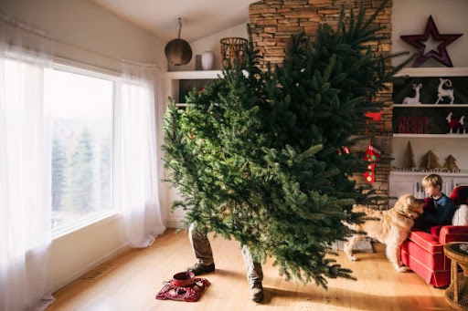 Man putting fresh christmas tree in tree stand